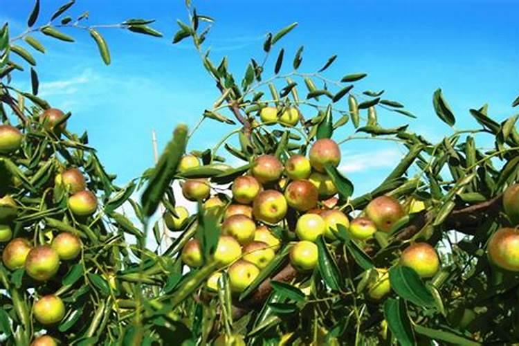 为什么要长果实的树施氮肥的原因？