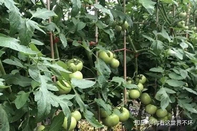 氮肥对果实膨大有什么作用