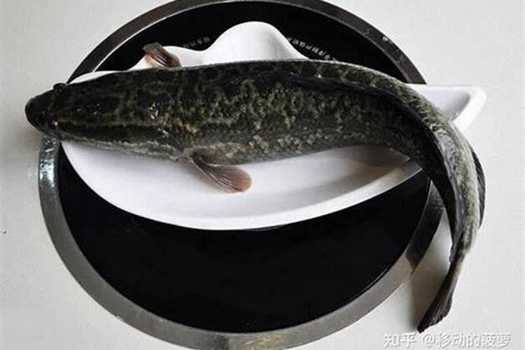 班鱼蛋白含量多少算高？