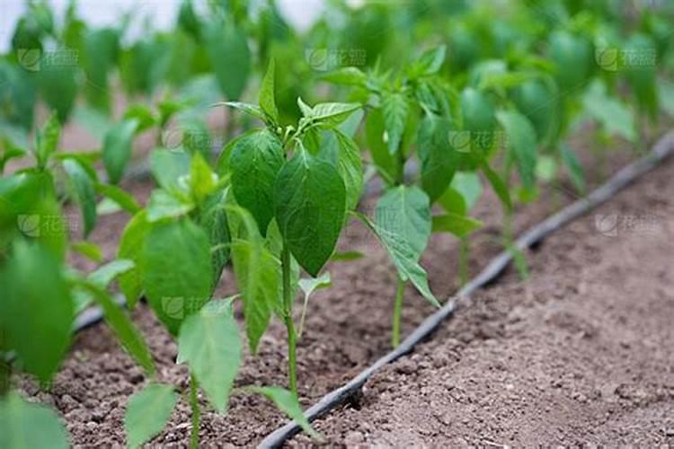 辣椒滴灌钙肥用量多少