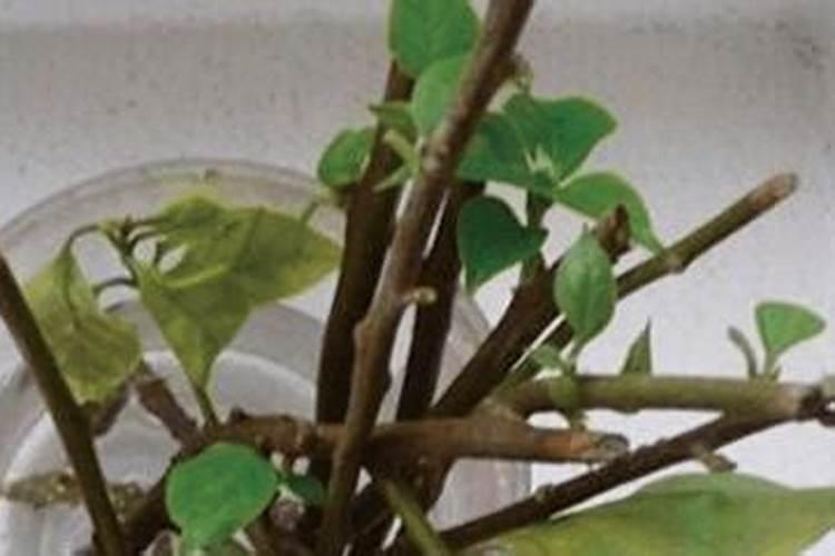 如何让三角梅快速生根