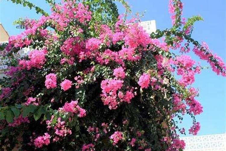 三角梅底肥放什么肥好