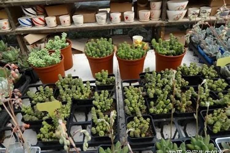 大棚多肉催长用什么肥效果好