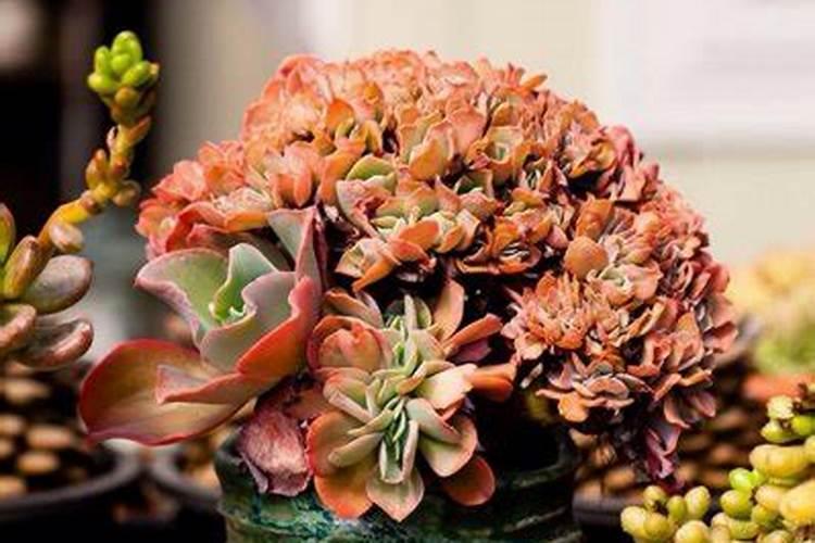 多肉能上高钾肥吗怎么浇水？