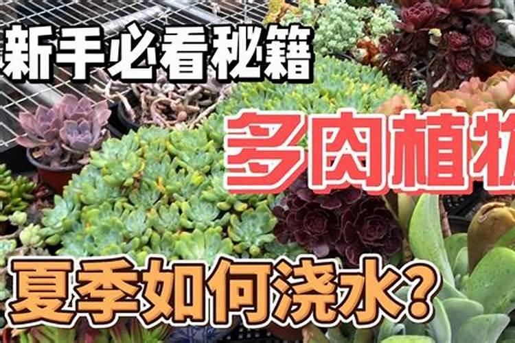 多肉怎样浇水最好