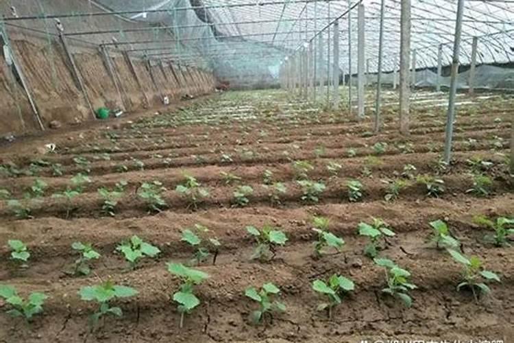 大棚黄瓜种植前下什么底肥？