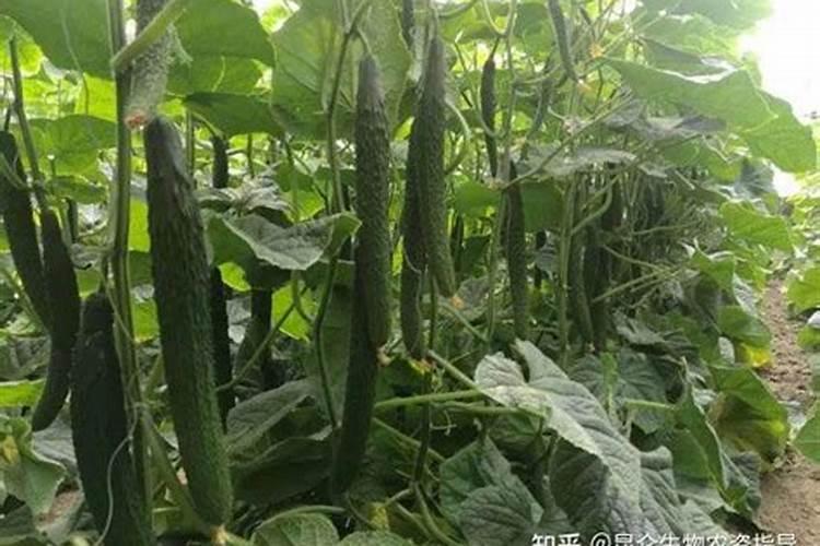 大棚黄瓜底肥用啥肥料？福进门复合生物菌肥可以吗