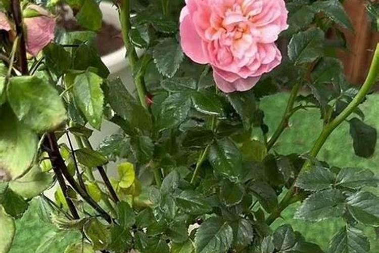 月季如何使用大量元素肥料施肥？