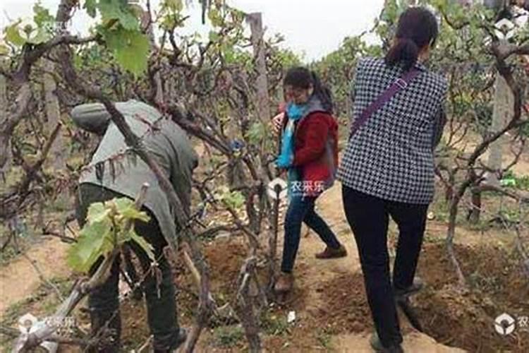 移栽的葡萄小苗到施肥心得