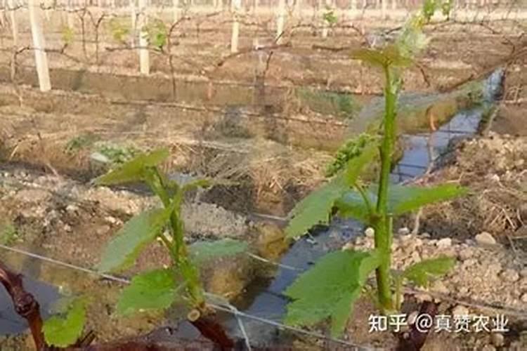 葡萄种植如何生根养根？葡萄生根最快的方法,葡萄生根剂哪种好!