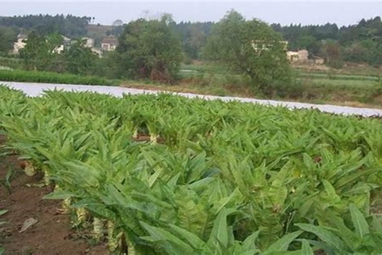莴笋高产施肥技术试验