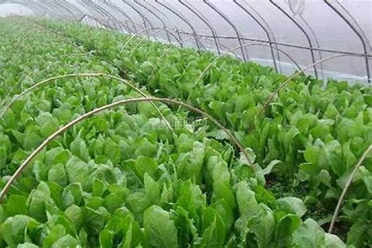 秋季大棚莴笋最好施肥喷药管理技术