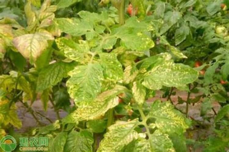 自家种的蔬菜,叶子泛黄是什么原因？