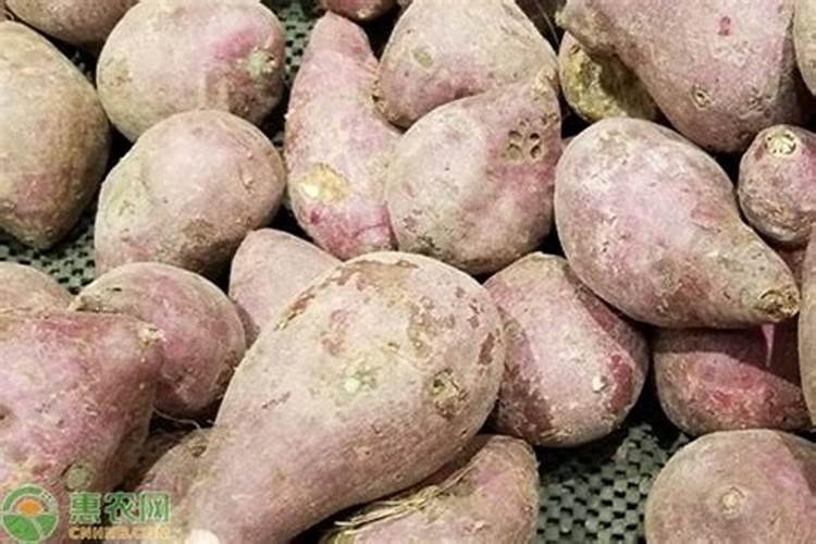 红薯皮可以作花肥吗