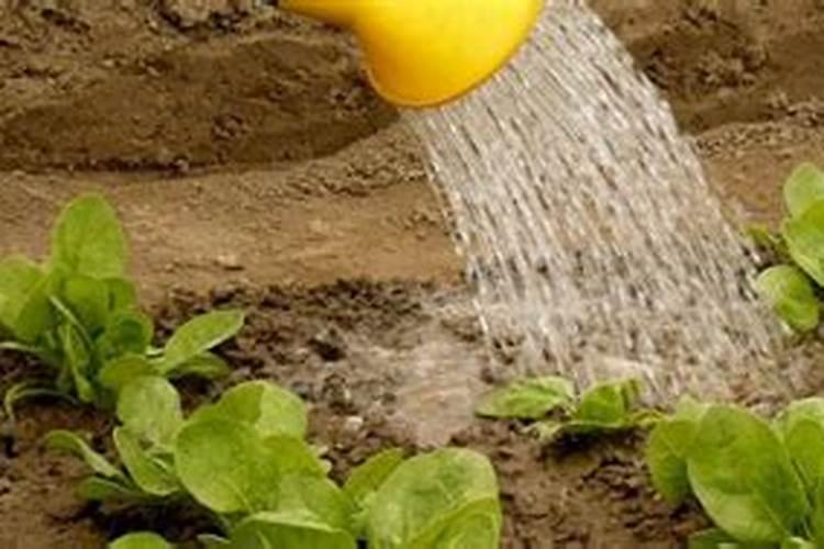 尿素浇菜最佳方法