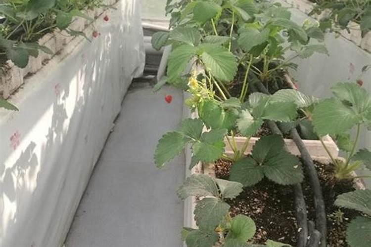 种菜慎用这些肥料