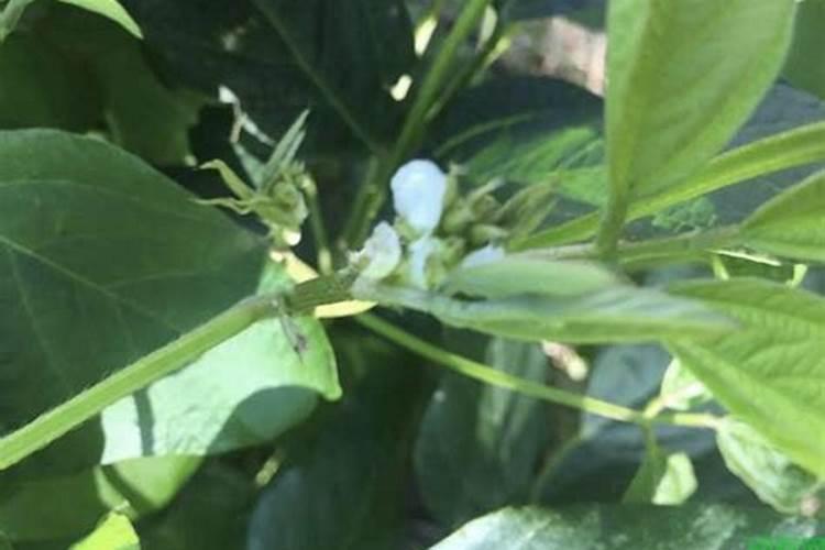 大豆施钼肥和硼肥有什么作用