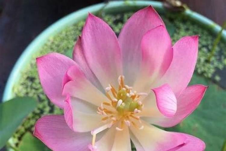 碗莲应该如何施肥