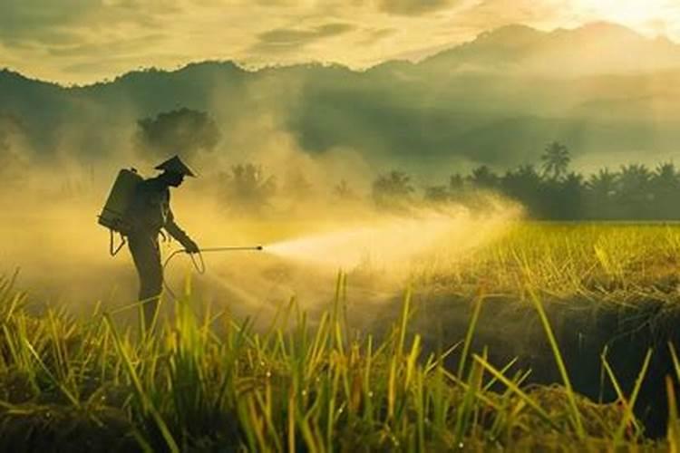 育春季辣椒苗苗床用什么杀虫,杀菌药