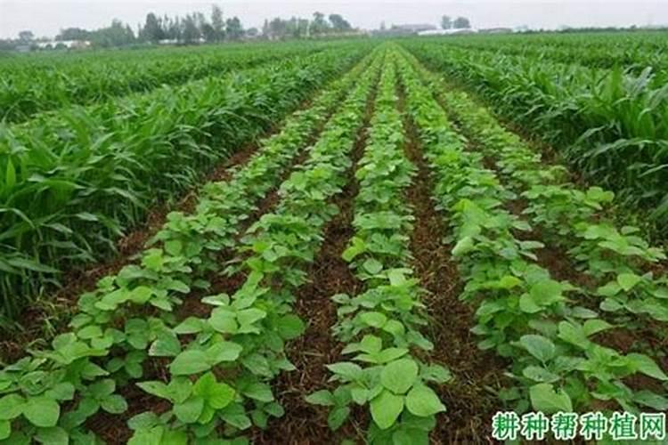 大豆叶面肥几个小时能吸收营养？