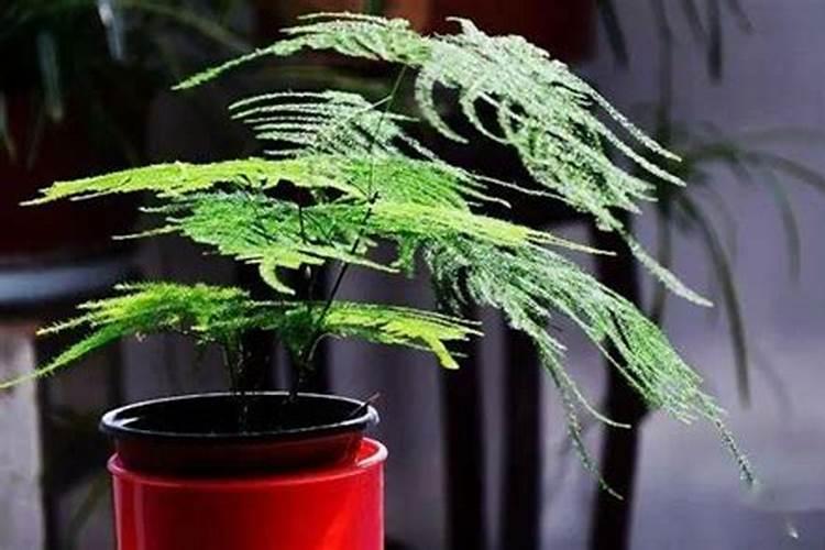 文竹为什么不能施肥？