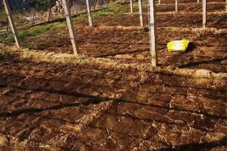 气温突降,作物防冻最关键!一瓶永春碳基叶面肥就搞定