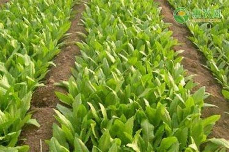 磷肥做底肥种油麦菜效果好吗