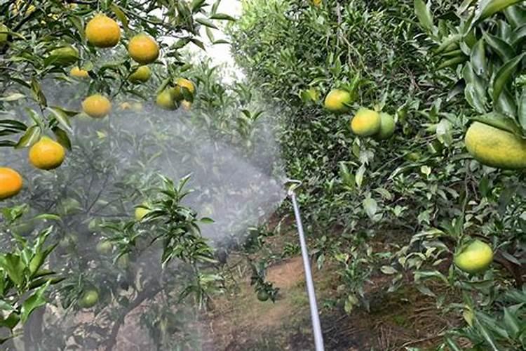 沃柑2月下旬喷啥叶面肥最好？