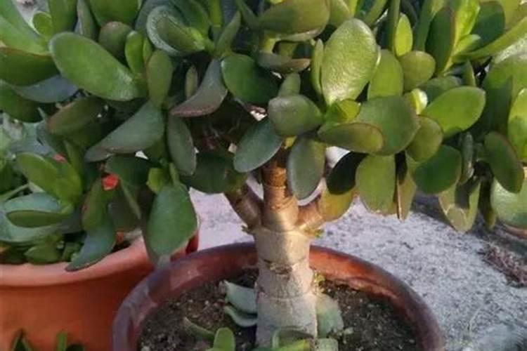 玉树长得慢,教你巧用“氮钾肥”,玉树很快养出大老桩