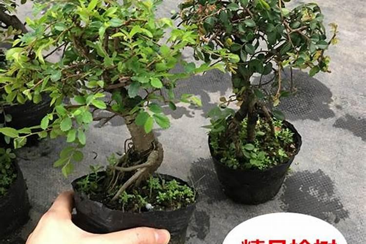 小叶榆树适合室内养吗？