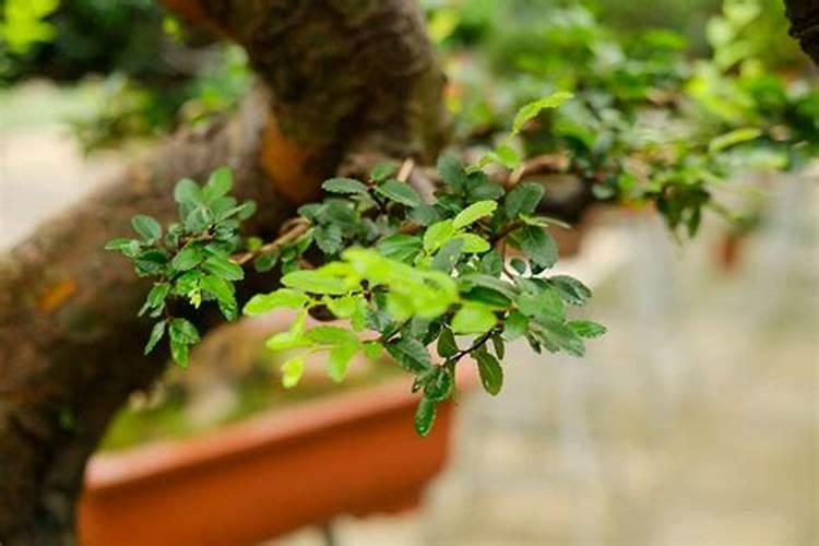 小叶榆树好养吗,养殖方法和养护要点