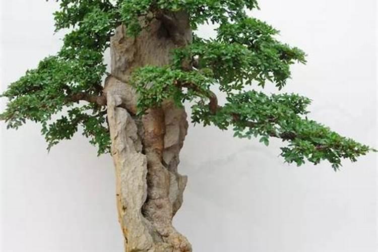 小叶榆树盆景怎么养,养护方法与管理注意事项