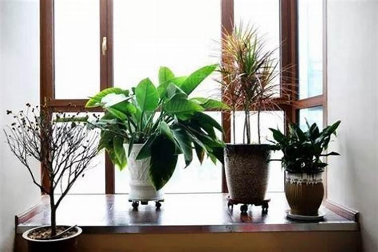 客厅种花施肥用尿素有毒吗？