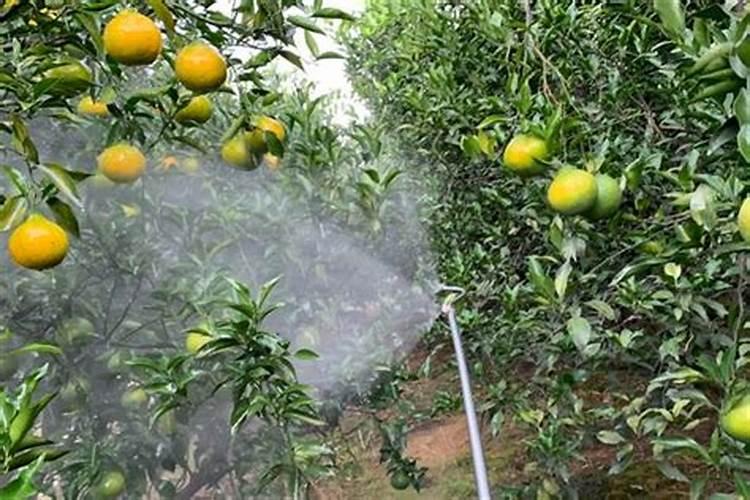 红富士着色期什么时间打磷酸二氢钾好