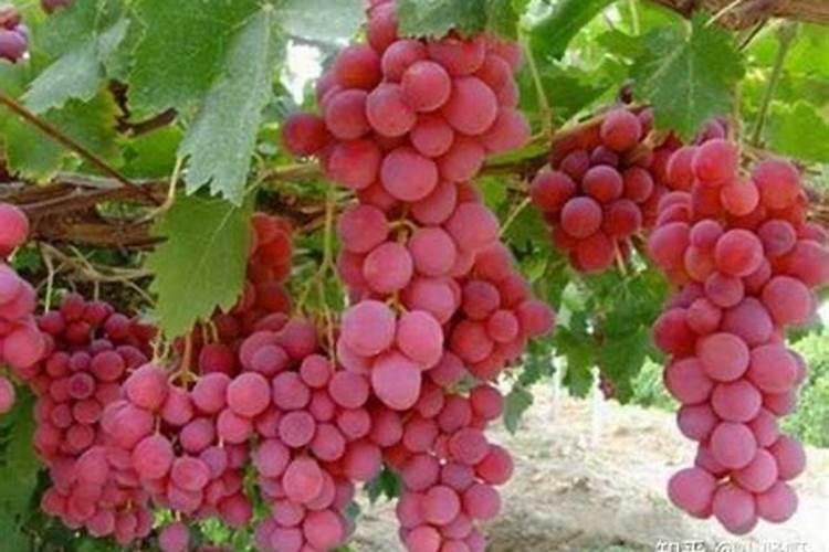 红富士膨大期怎么上肥