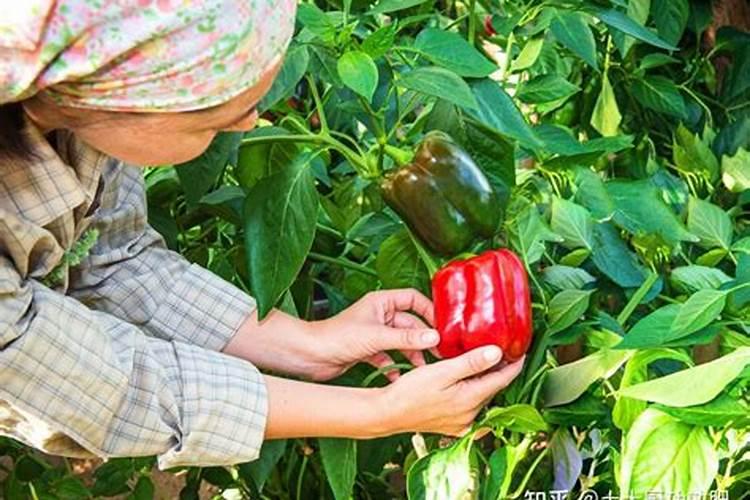 如何正确给蔬菜施加钙肥？