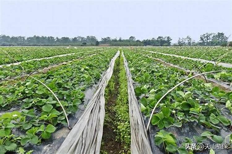 在种植过程中草莓需要补钙吗