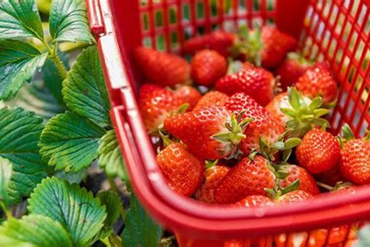 草莓需要补钙吗