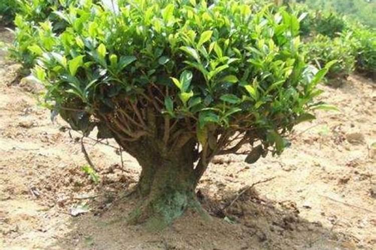 茶叶采摘期冲施什么肥料最好