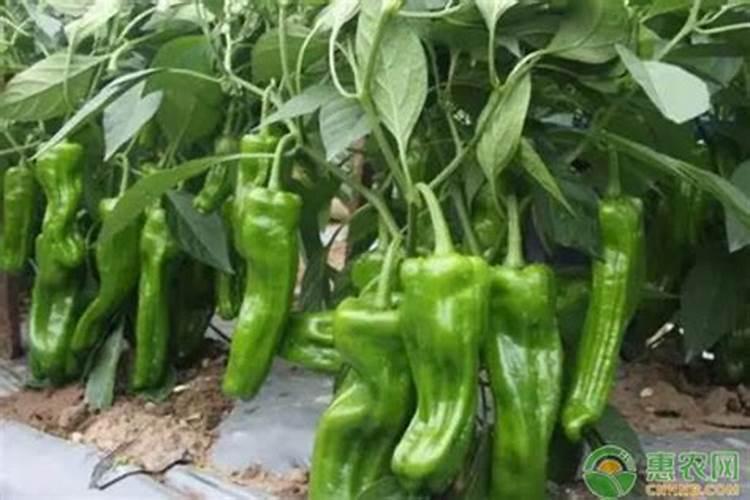 辣椒打什么药可以保花保果