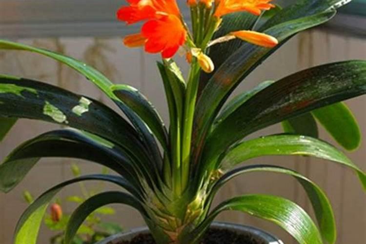 家养君子兰氮磷钾如何采用