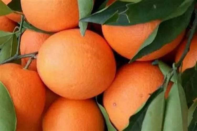 橙子陈最好的肥料