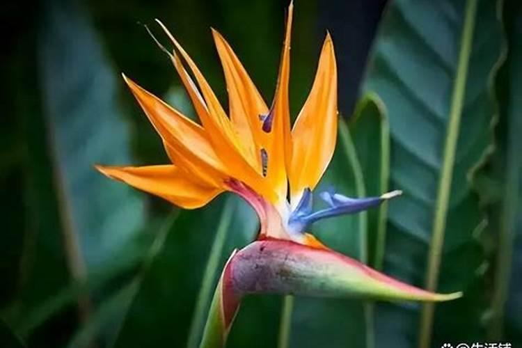 天堂鸟怎么养才能开花