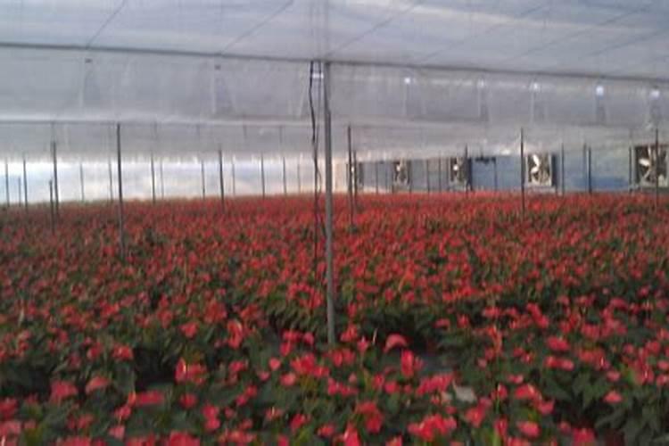 大量元素水溶肥对花卉绿植的用法