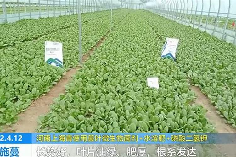 水溶肥喷在叶片正面还是反面