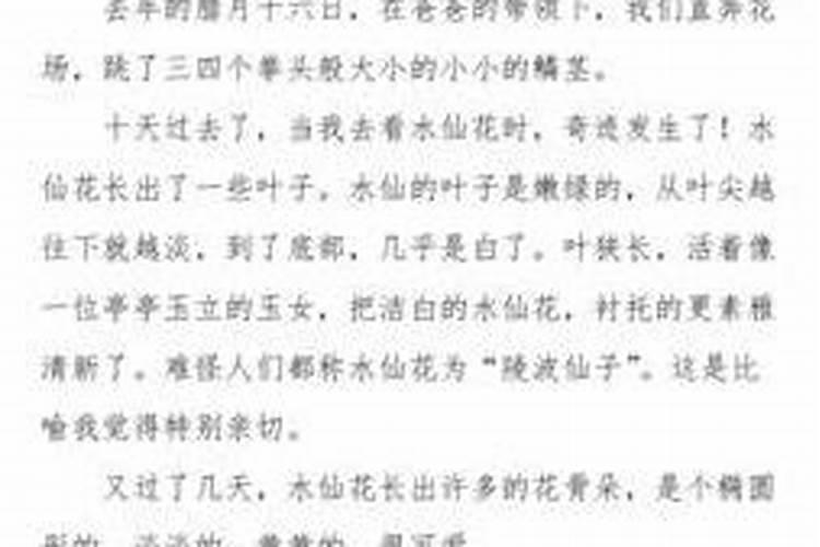 关于水仙花的散文