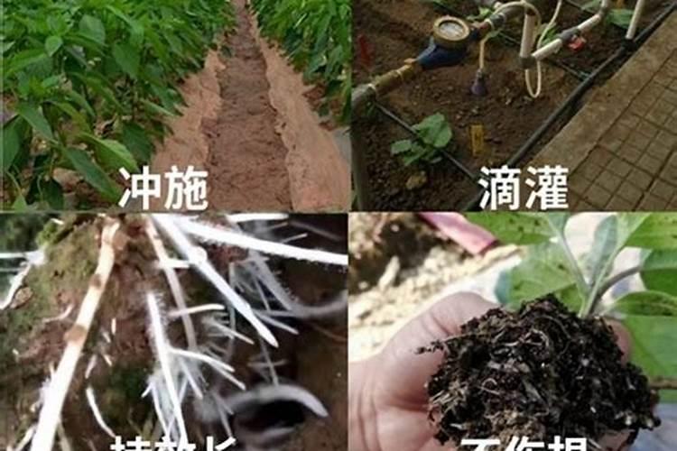 水溶叶面肥用什么原材料做的