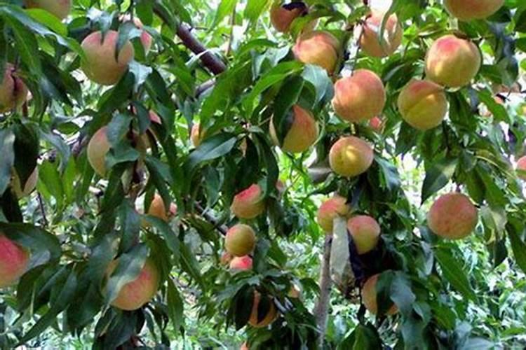 桃树膨果增甜用什么肥？桃树什么时候打膨大剂？桃树水溶肥用调色师