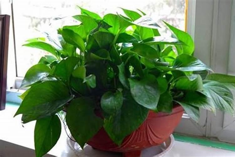 绿萝用什么叶子擦叶面肥好些？