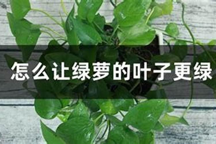 怎么让绿萝的叶子更绿,更茂盛